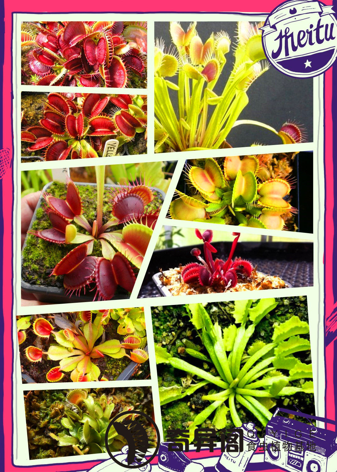 食虫植物-多种混合捕蝇草套餐 随机品种  栽好发货【特价包邮】