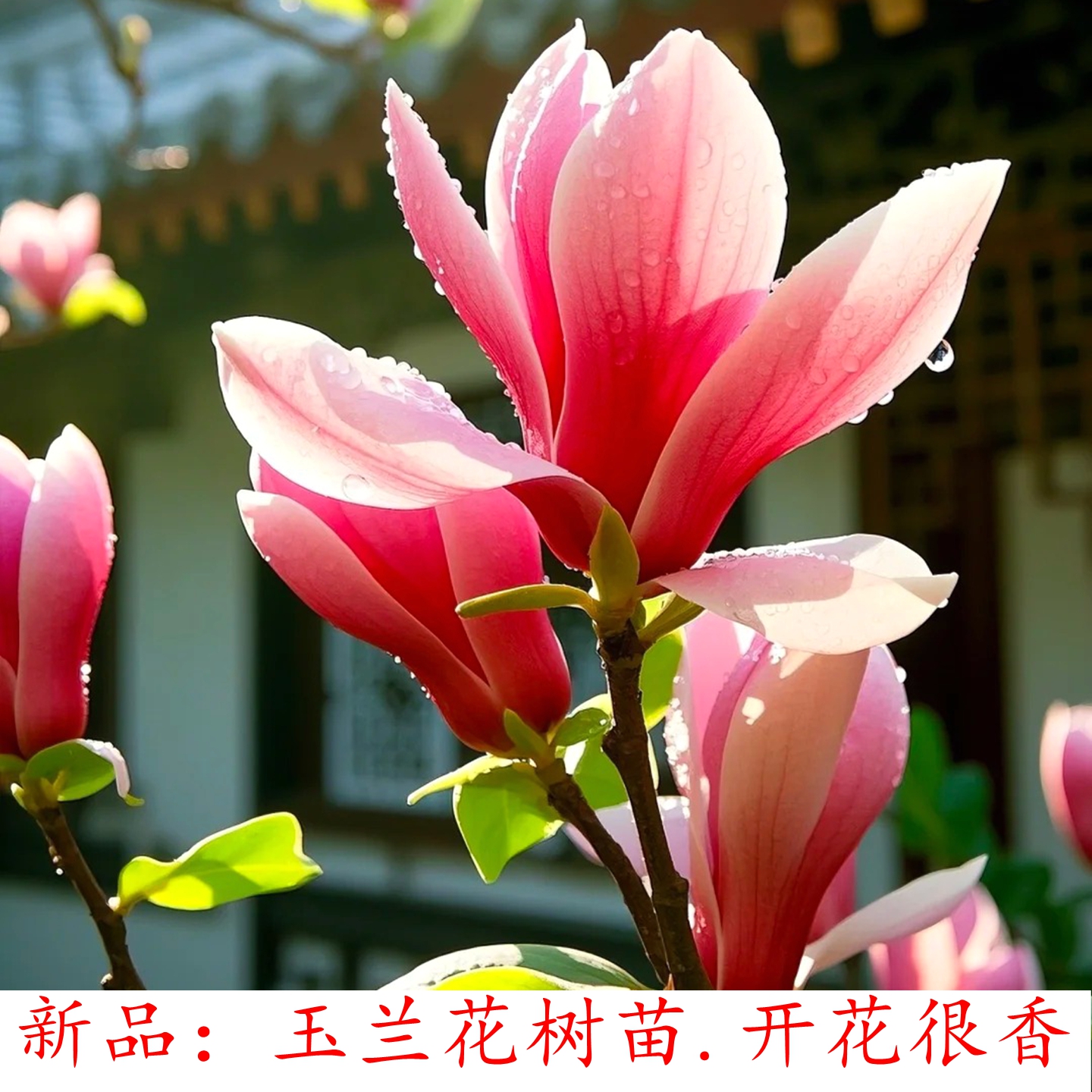 紫花玉兰苗花辛夷花树苗红玉兰花