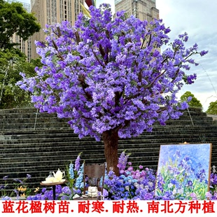 蓝花楹树苗盆栽珍贵名树庭院绿化苗木南方种植观赏凤凰花木风景树
