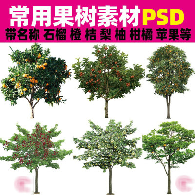 园林景观植物园PS果树石榴柑橘橙桔子梨苹果柿柚子树psd分层素材