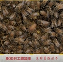 意蜂出售意大利小群带处女王蜜蜂授粉蜂果树授粉蜂蜜蜂群阳台养蜂