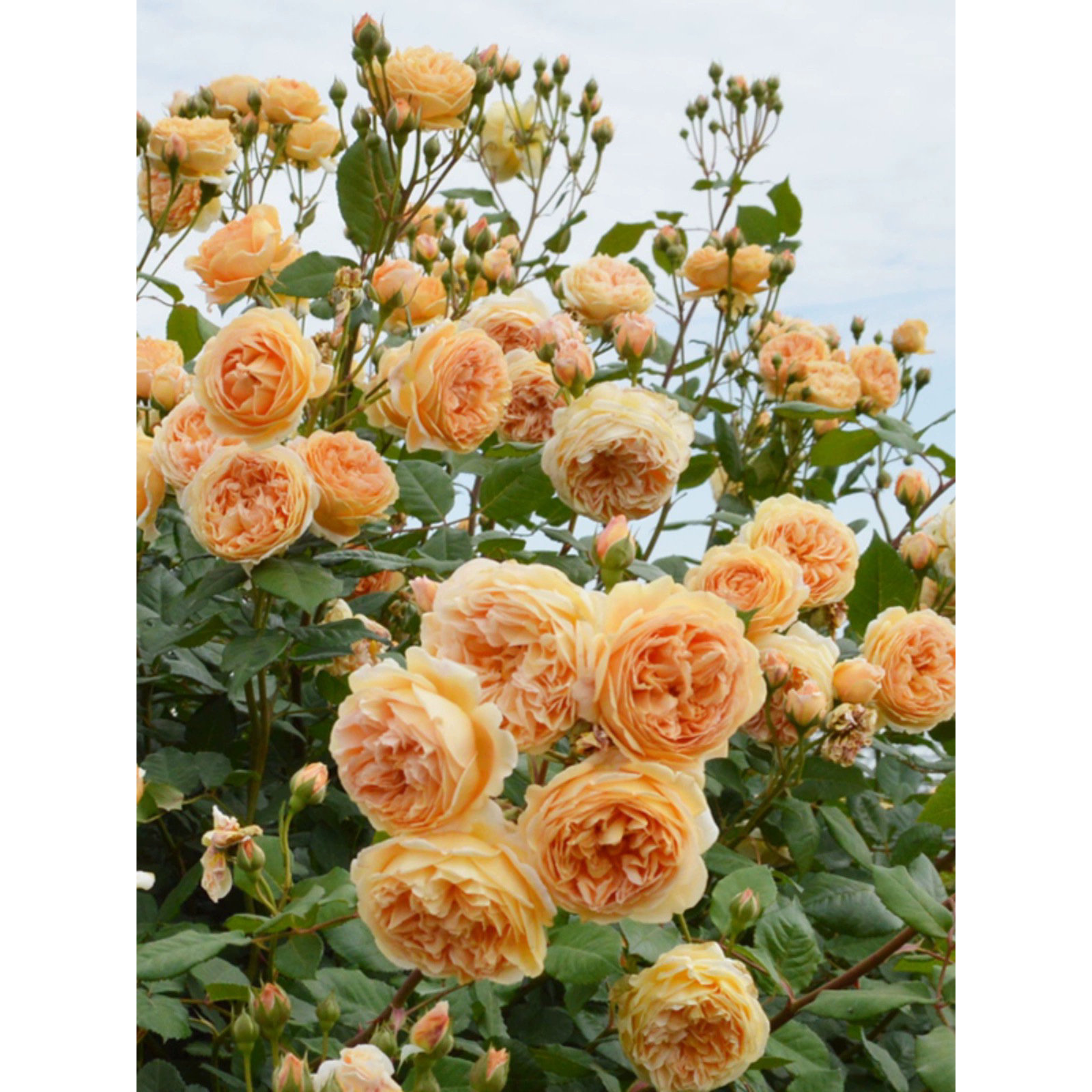 王妃藤本月季花大苗浓香蔷薇花苗月季/蔷薇/玫瑰