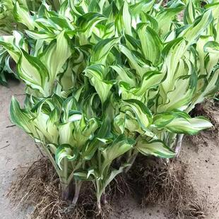 玉簪花苗庭院花边地被草花多年生耐阴观叶室外花坛耐寒耐高温植物