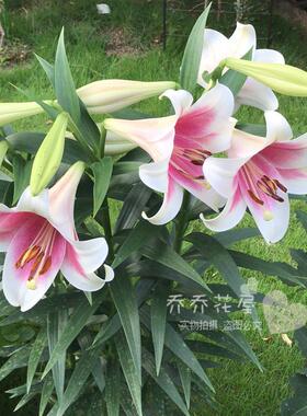 乔乔花屋 荷兰进口 香水百合种球 lo系列 粉特里昂菲特3粒装 现货