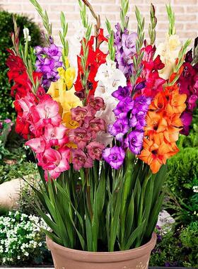 剑兰种球盆栽唐菖蒲种球类花卉进口十三太保球根花卉植物多年植物