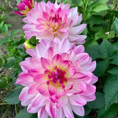 大丽花种球地瓜花四季易活阳台盆栽地栽巨型球根花卉植物花多年生