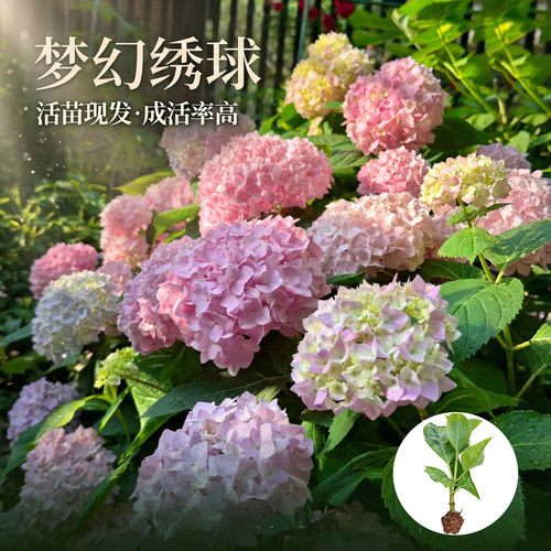 绣球花苗年生木本花卉庭院盆景