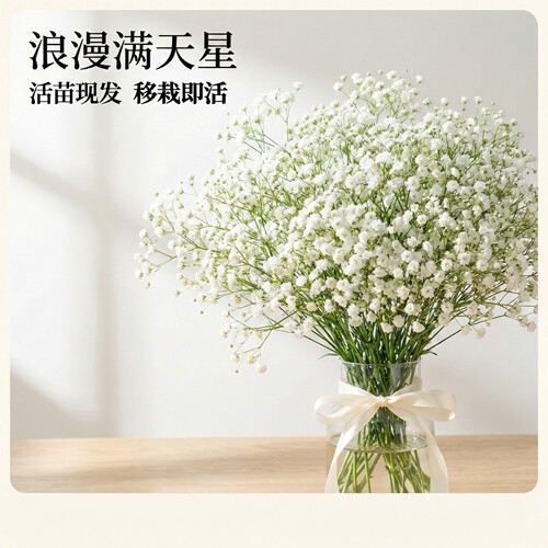 满天星花苗大花重瓣四季开花包邮