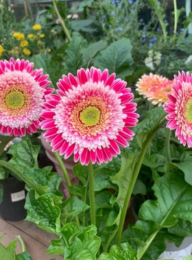 【科里内】非洲菊花苗5颗扶郎花小苗高杆重瓣大花四季开花鲜切花