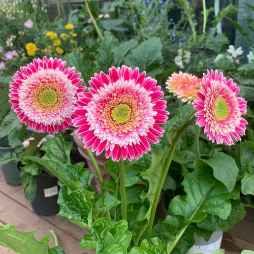 【科里内】非洲菊花苗扶郎花小苗
