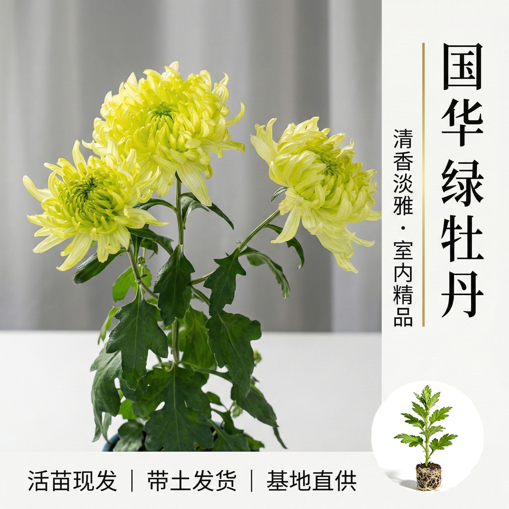 国华大菊花苗绿牡丹花苗多年生宿根花卉阳台卧室庭院盆景四季开花
