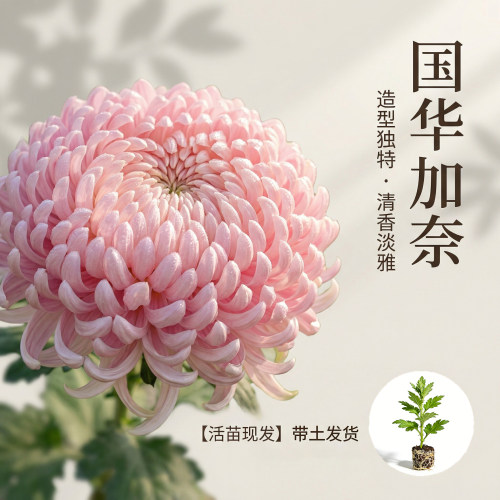 国华加奈大菊花苗瑞云殿多年生
