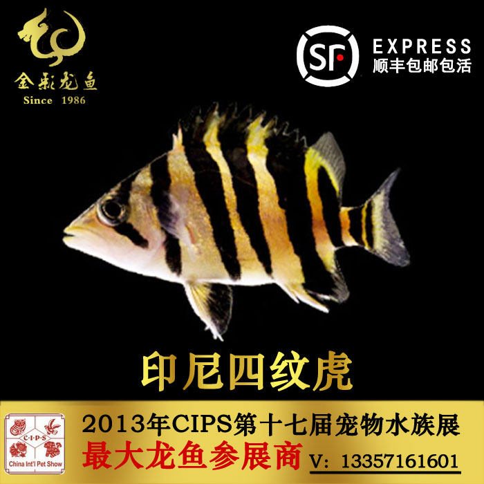 印尼虎鱼四纹泰北虎三文粗纹对称苏门答腊虎活体包活
