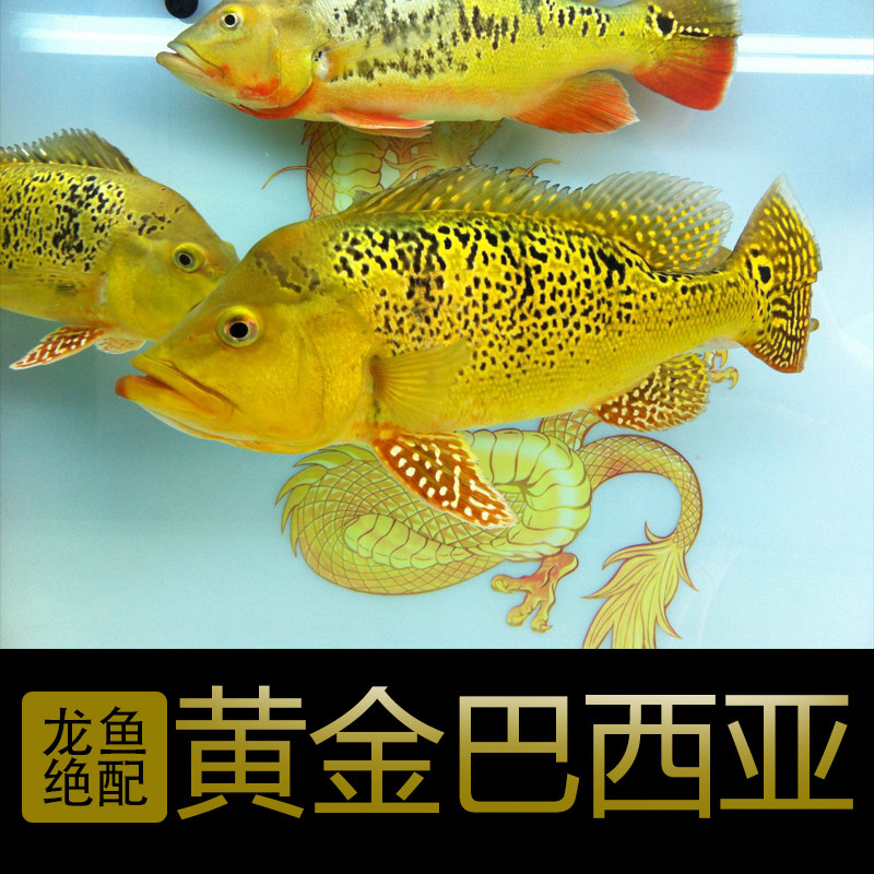 纯种巴西亚鱼巴西亚活体金三间黄金巴西亚热带观赏鱼巴西亚包邮