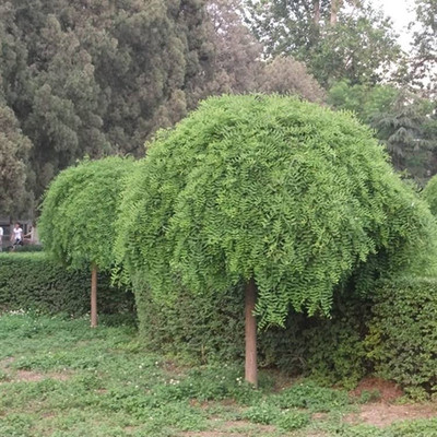 速生国槐树刺槐种子洋槐籽黄红花槐紫穗槐嫁接香花槐黄金槐龙爪槐