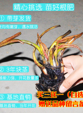 20大睡莲根径块水培植物水养植物四季开花庭院池塘水生鱼缸睡