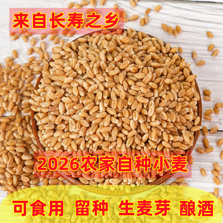 2026新小麦粒可发芽磨面食用喂鸟
