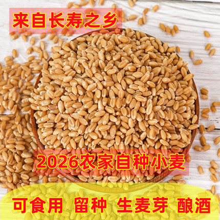 小麦粒河南2026新小麦带皮可发芽麦芽糖可种磨米磨面粉猫草喂鸟