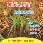 食用黄花菜苗黄花菜种植苗金针菜苗忘忧草黄花菜根苗四季包活