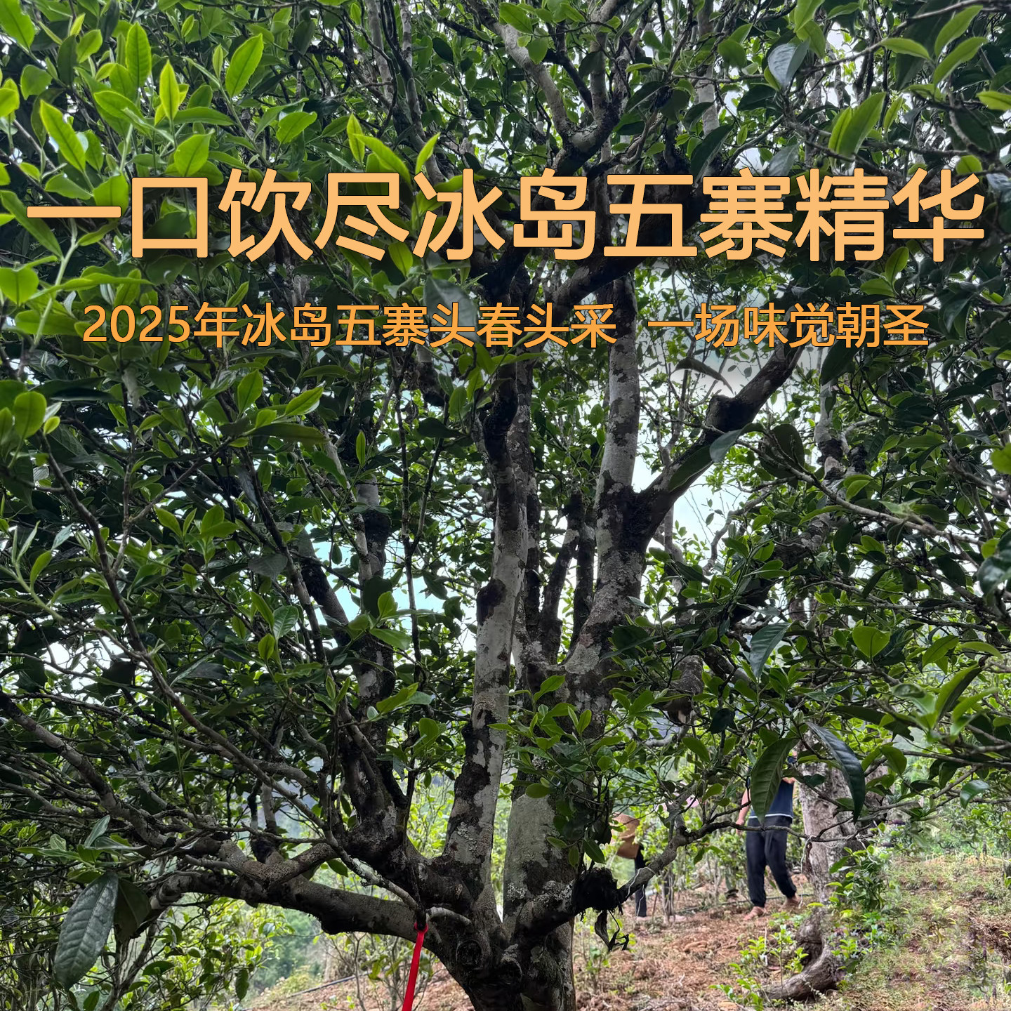 【预售】2025年春茶冰岛五寨纯料头春采大树普洱生茶散茶云南茶叶