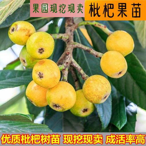 枇杷树活苗特大嫁接果树苗南北方种植盆栽地栽庭院琵琶苗当年结果