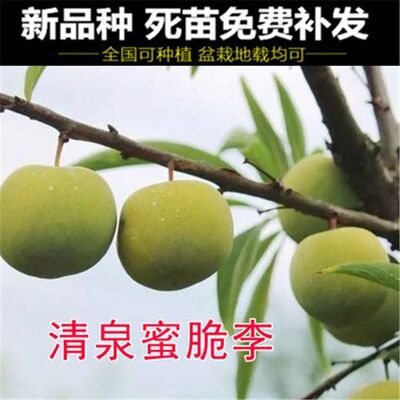 新品种清泉蜜脆李子树苗适合南方北方结果种植当年盆栽地栽嫁接苗