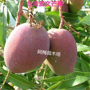 台湾爱文芒果嫁接苗芒果苗带土带叶可盆栽地栽当年结果