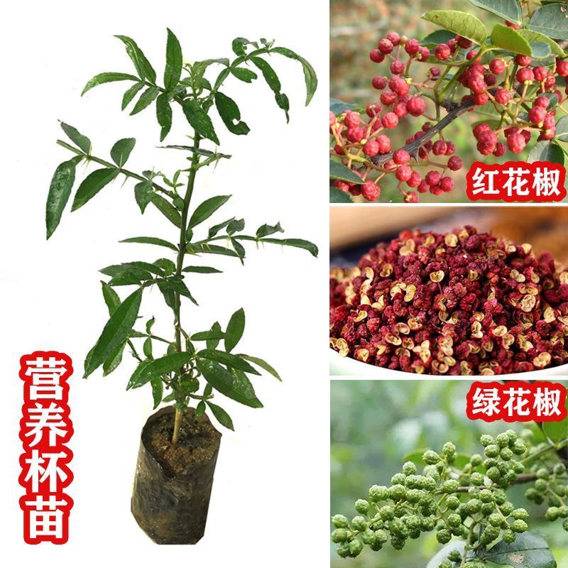 九叶青花椒苗树当年结果红花椒大红袍麻椒树食用盆栽地栽带土带叶