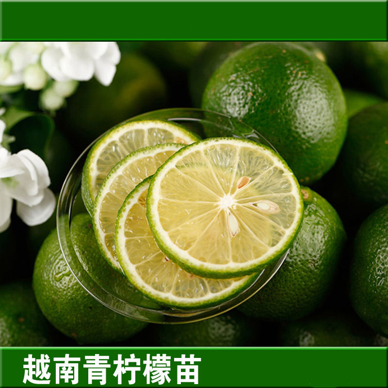 广西苗场越南青柠檬苗南方四季柠檬嫁接果苗地栽树苗盆栽易结果