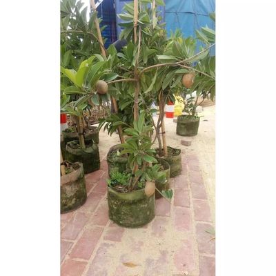 广州超大颗良种软枝人心果树苗仁心果苗当年结果带土带叶