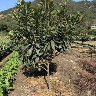 新品种极早熟红五星枇杷苗3月下旬成熟耐寒果树全国种植当年结果