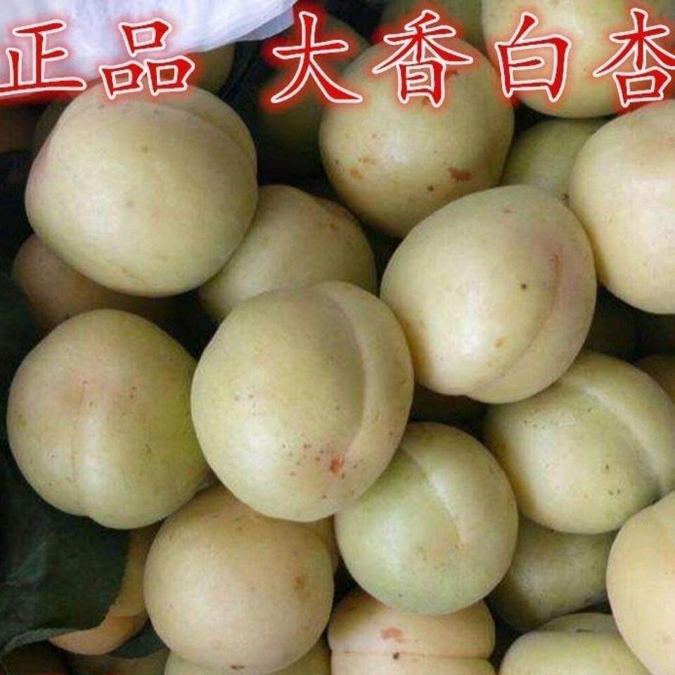 河北大香白杏子树苗真核大香白杏树苗嫁接早熟特大杏子苗当年结果