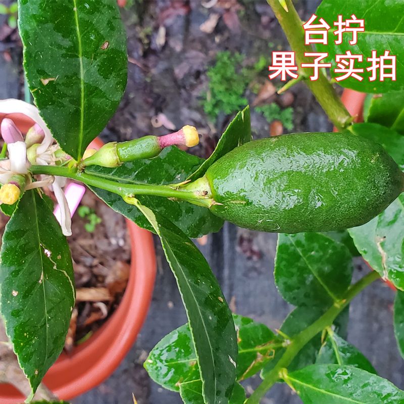新品正宗台湾香水柠檬少籽一年四季开花结果树阳台庭院盆栽树苗