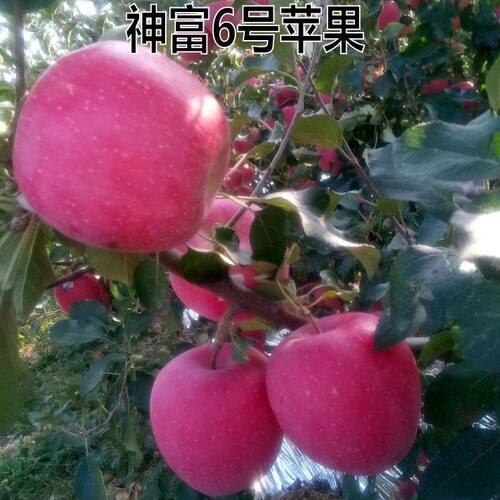 新品种果树苗神富六号苹果树苗嫁接苗北方种植懒富苹果苗当年结果