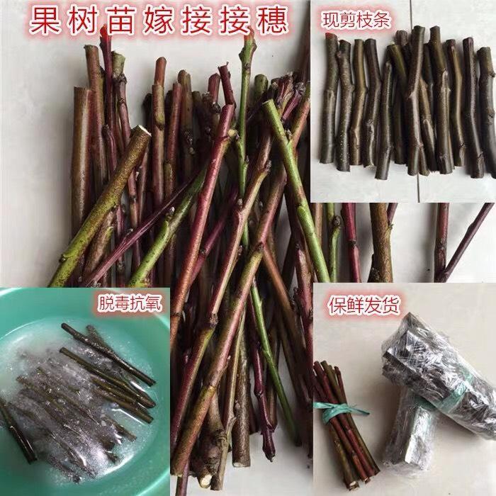 砧木见描述苗无花果李子山楂柿子樱桃树石榴苗嫁接扦插枝条