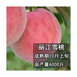 丽江雪桃 嫁接桃树苗南北方种植特大果树苗当年结果