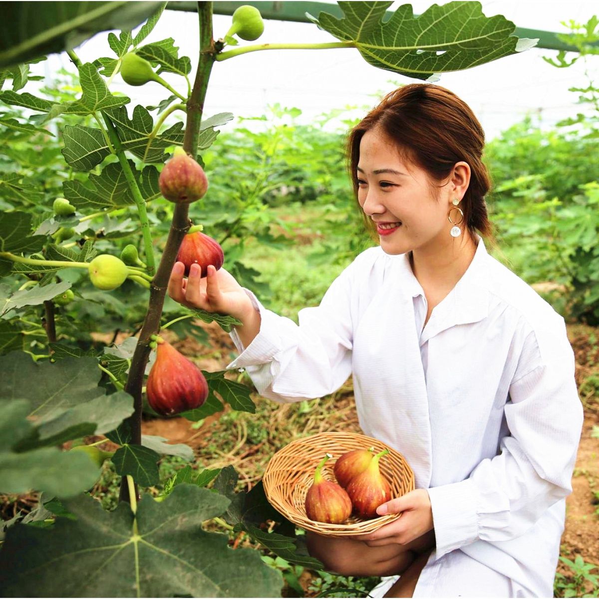 无花果树果苗芭劳奈无花果苗盆栽南方北方种特大波姬红无花果苗树