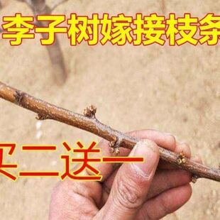 果树实拍见描述苗山楂柿子樱桃石榴无花果李子扦插枝条嫁接砧木