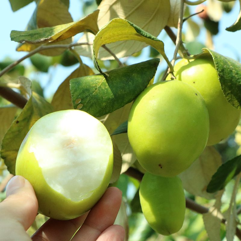 台湾牛奶大青枣 嫁接枣树苗 贵妃蜜枣脆甜水分多全国种植当年结果