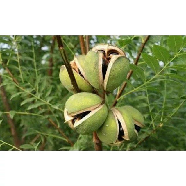 文冠果苗文冠果树盆栽文冠果苗庭院苗南北方种植木瓜树苗木瓜苗