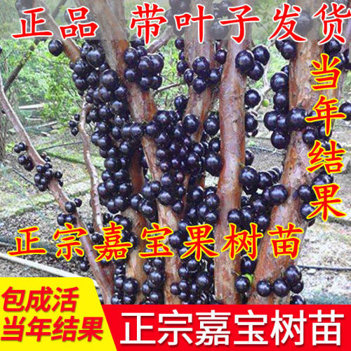 树葡萄树苗 嘉宝果树苗树 四季当年结果盆栽四季早生嫁接南方加宝