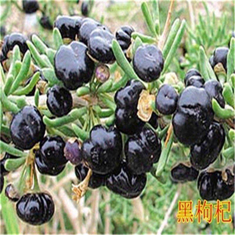 枸杞苗黑枸杞苗树苗地栽食用当年 宁夏枸杞苗树苗结果盆栽果树苗
