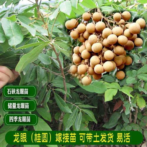 广西桂圆树储量32号石硖四季龙眼大苗嫁接盆栽果树苗当年结果四川