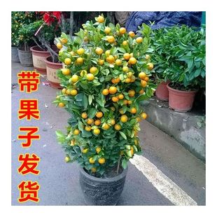 金桔树四季桔观赏小金橘树苗室内盆栽花卉金钱橘果树带果