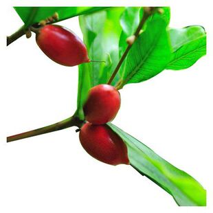 神秘果树苗四季开花当年结果变味果盆栽果树带叶带花带果包活