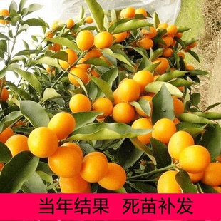 金桔盆栽带果带盆纯甜脆皮金桔苗可食用橘子树苗金钱橘苗室内