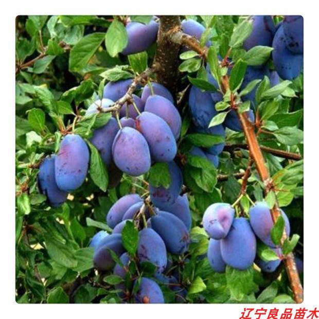 蓝蜜西梅树树苗果树嫁接西梅李子苗盆栽地栽南北方种植自花结果