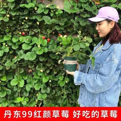 四季草莓苗南北方阳台种植果树苗奶油红颜草莓种苗秧盆栽当年结果