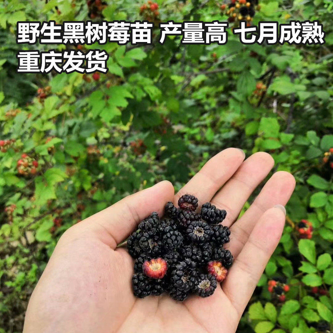 野生树莓苗覆盆子苗黑树莓 树莓苗 刺泡苗 蔷薇果苗 刺霉苗