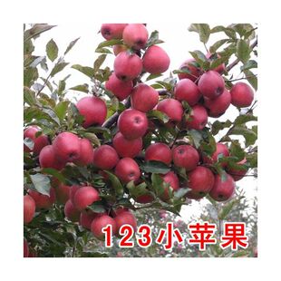 耐寒果树海棠沙果树苗大秋果小苹果冰糖心冬红果鸡心果当年结果苗
